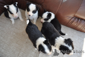 Photo №1. border collie - à vendre en ville de Šabac | négocié | Annonce №146139