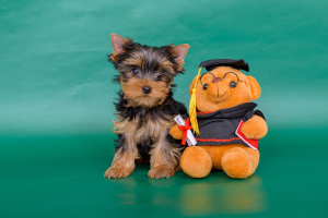 Photo №3. Yorkshire Terrier. Chiots. Fédération de Russie