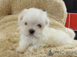 Photo №1. bichon maltais - à vendre en ville de Derby | négocié | Annonce №47603