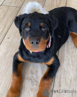 Photo №1. rottweiler - à vendre en ville de Atlanta | 727€ | Annonce №165211