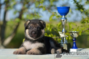 Photo №3. Chiots bergers d'Europe de l'Est. Fédération de Russie