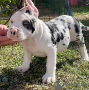 Photo №1. american bully - à vendre en ville de Mokrin | négocié | Annonce №119141