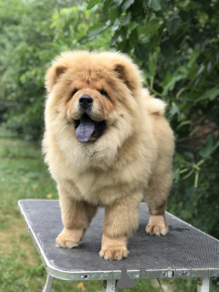 Photo №3. Chow Chow Chuppies à vendre! Čau čau Štenci na prodaju!. Serbie