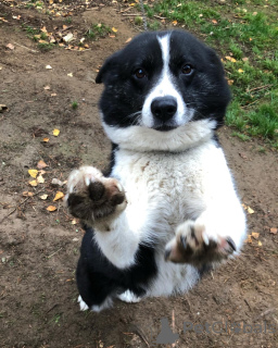Photo №1. chien d'ours de carélie - à vendre en ville de Alavus | 533€ | Annonce №164334