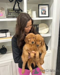 Photo №4. Je vais vendre golden retriever en ville de Budapest. annonce privée, éleveur - prix - négocié