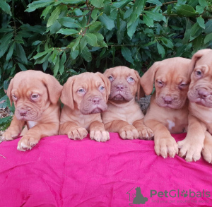 Photo №1. dogue de bordeaux - à vendre en ville de Berlin | 284€ | Annonce №70909