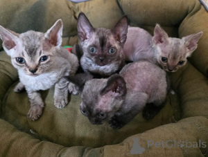 Photo №1. devon rex - à vendre en ville de Fulda | 350€ | Annonce № 169546