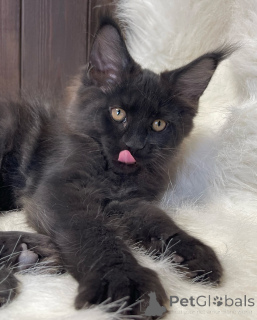 Photo №3. Douce comme un murmure, brillante comme l'aube, Aurora apporte de la lumière. Irlande