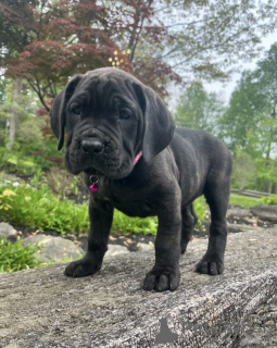 Photo №4. Je vais vendre cane corso en ville de Alavus. annonce privée - prix - 650€