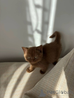 Photo №3. Chatons British Shorthair de qualité supérieure disponibles maintenant. Allemagne