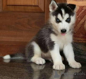 Photo №2 de l'annonce № 161134 de la vente  - acheter à Grèce 