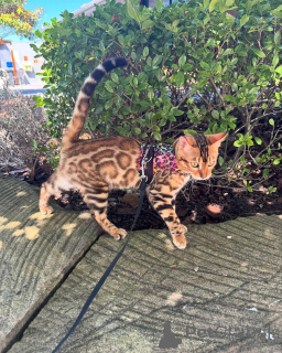 Photo №2 de l'annonce № 152736 de la vente bengal - acheter à Suisse annonce privée