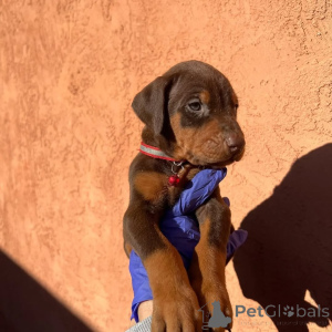 Photo №1. dobermann - à vendre en ville de Vilnius | 1250€ | Annonce №175427