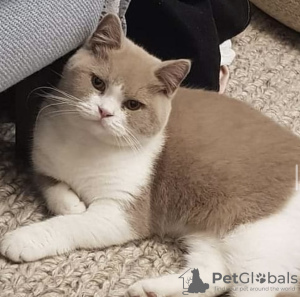 Photo №1. british shorthair - à vendre en ville de Munich | 300€ | Annonce № 109692