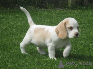Photo №1. beagle - à vendre en ville de Frijus | négocié | Annonce №168301