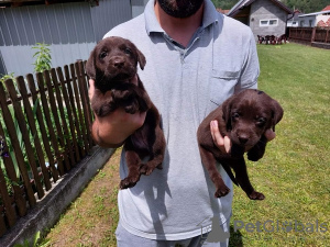 Photos supplémentaires: Labrador Retriever, litière brun chocolat