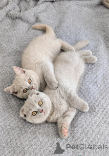 Photo №1. scottish fold - à vendre en ville de Hambbrücken | 350€ | Annonce № 154974