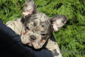 Photos supplémentaires: Chiots bouledogues français exotiques