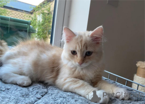 Photo №1.  - à vendre en ville de Bayerbach | 350€ | Annonce № 153163