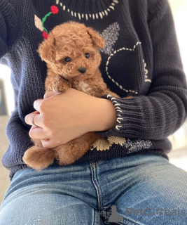 Photo №3. Chiots Champion Toy Poodle avec pedigree disponibles maintenant pour les maisons. Allemagne