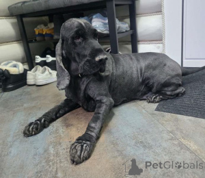 Photo №2 de l'annonce № 160705 de la vente cocker spaniel anglais - acheter à Fédération de Russie annonce privée