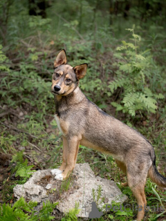 Photo №4. Je vais vendre chien bâtard en ville de Rivière moscou. annonce privée - prix - Gratuit
