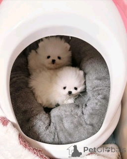 Photo №1. spitz nain - à vendre en ville de Berlin | 300€ | Annonce №136561