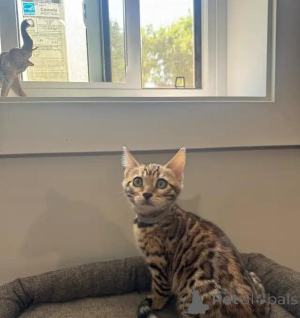 Photo №1. bengal - à vendre en ville de Magdebourg | 580€ | Annonce № 176012