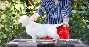 Photo №2 de l'annonce № 134951 de la vente golden retriever - acheter à Allemagne de l'abri