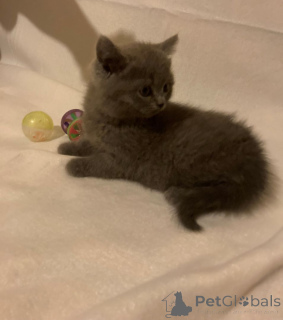 Photo №1.  - à vendre en ville de Aarbergen | 350€ | Annonce № 147299