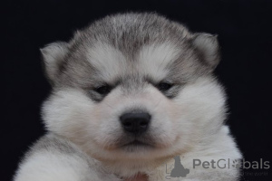 Photo №4. Je vais vendre malamute de l'alaska en ville de Šid.  - prix - négocié
