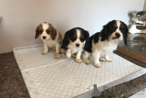 Photo №1. cavalier king charles spaniel - à vendre en ville de Viersen | négocié | Annonce №123635