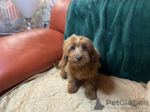 Photo №2 de l'annonce № 97070 de la vente  - acheter à USA 