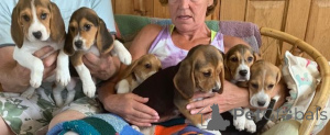 Photo №2 de l'annonce № 168183 de la vente bouledogue américain - acheter à Suède annonce privée, éleveur
