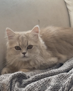 Photo №1. persan - à vendre en ville de Tbilissi | 266€ | Annonce № 142284