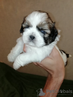 Photo №1. lhassa apso, shih tzu - à vendre en ville de Riga | 600€ | Annonce №113606