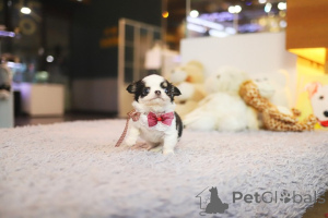 Photo №2 de l'annonce № 168764 de la vente chihuahua - acheter à USA éleveur