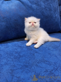 Photos supplémentaires: Vente de chatons persans de type Extreme Color Cream Point. 3 garçons et 1