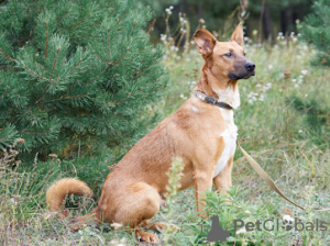 Photo №2 de l'annonce № 53399 de la vente chien bâtard - acheter à Biélorussie de l'abri