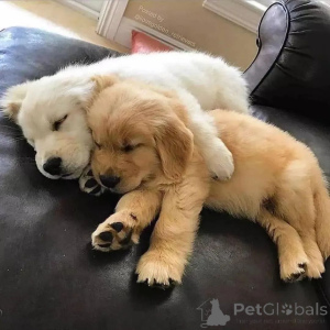 Photo №3. Wunderschöne Golden-Retriever-Welpen abzugeben.. Allemagne