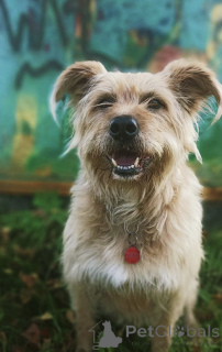 Photo №3. La merveilleuse Lisa est entre de bonnes mains.. Fédération de Russie