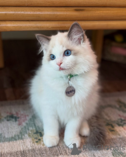 Photo №1. ragdoll - à vendre en ville de Alta | négocié | Annonce № 156260