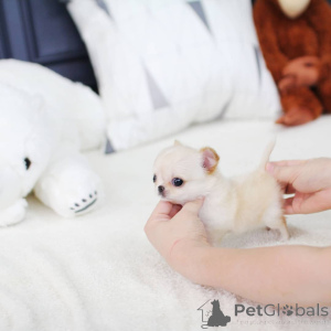 Photo №3. Cette ma douce petite fille est prête à être adoptée et cherche sa nouvelle. L'Autriche