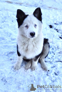 Photo №3. Chiot Yakut Laika (3 mois), pur-sang, avec pedigree, vacciné.. Ukraine