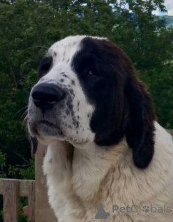 Photo №1. berger d'asie centrale - à vendre en ville de Gornji Milanovac | négocié | Annonce №142286