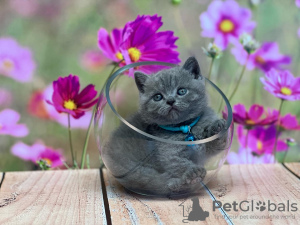 Photo №2 de l'annonce № 93376 de la vente british shorthair - acheter à USA annonce privée