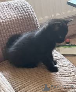 Photo №3. Chatons Bombay à vendre. Belgique