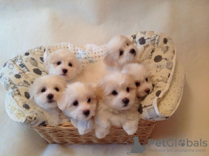 Photo №1. bichon maltais - à vendre en ville de Rüdersdorf | 380€ | Annonce №130475