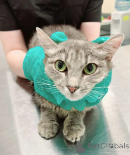 Photo №4. Je vais vendre  en ville de Rivière moscou. annonce privée - prix - Gratuit