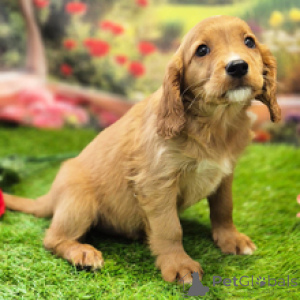 Photo №1. cavalier king charles spaniel - à vendre en ville de Sydney | 581€ | Annonce №168601